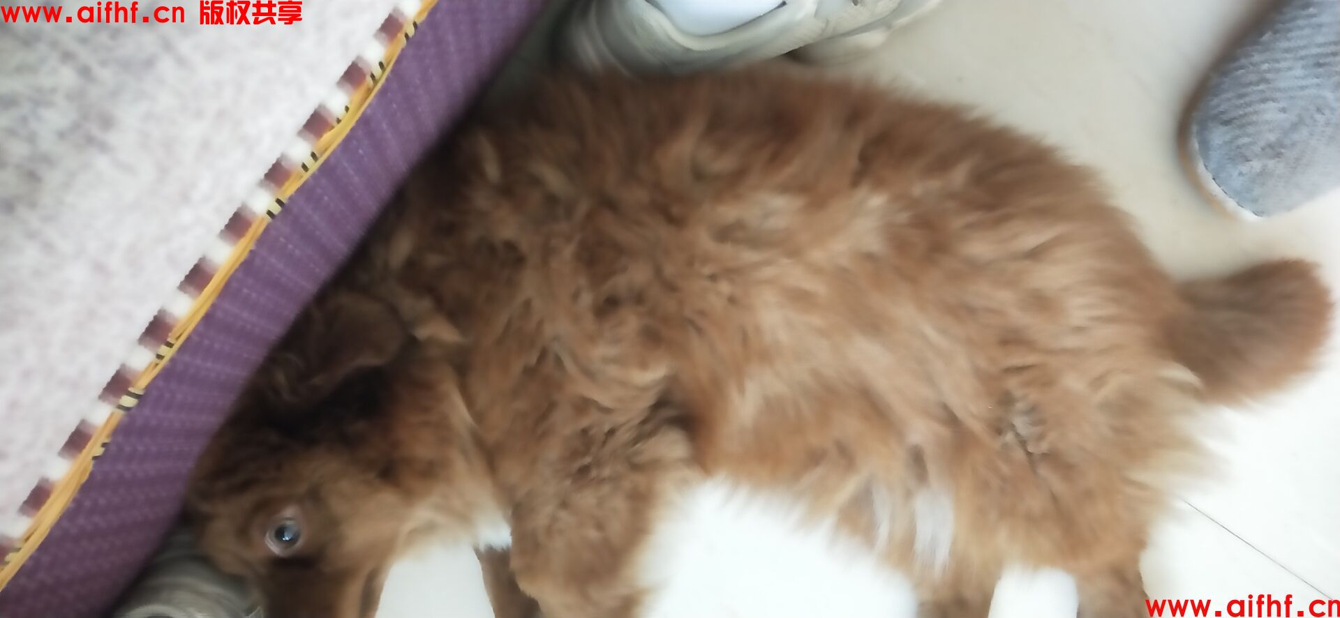 动物：小狗